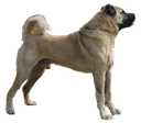 kangal Discord emoji