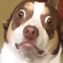Hundeblickooh
