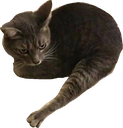 :chickem_wang: Discord Emote