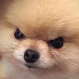 :AngryDog_LafProjectV2: Discord Emote