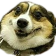 :HappyDog_LafProjectV2: Discord Emote