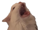 :ScremCat_LafProjectV2: Discord Emote