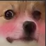 OpDogeBlush