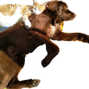:Lakanacuddles: Discord Emote
