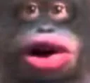 Monke