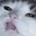 ohno ohno