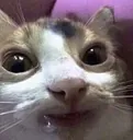 Catastrophe_mmm Catastrophe_mmm