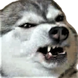 :doggoangry: Discord Emote