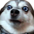 :doggoshook: Discord Emote