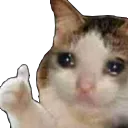 sadcatapproves