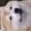 abovethisdog