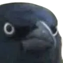 crowOfJudgement crowOfJudgement