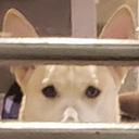 :bluepeek: Discord Emote
