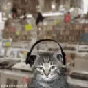 vibingkitten