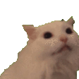 catscream