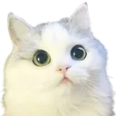cat_stare