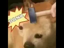 bonk