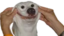 doggo doggo