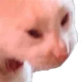 KatzeScream