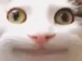 Pensivecat