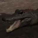 BabDeino