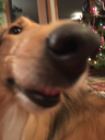 happydoggo