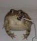 singer