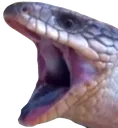 awawawa awawawa