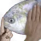 shh
