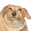 updog Discord emoji