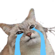 cryingcat Discord emoji