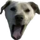 SmileyPogDog Discord Emoji