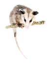 :possumclimb: Discord Emote