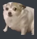 dogscared