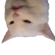 australiansmudge