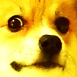 DogeFaceGold