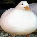 THICC