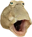 bogchamp
