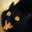 cat5