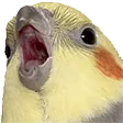 birdO