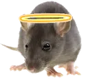 rats