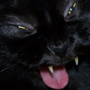 catlaugh Discord emoji
