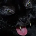 catDISGUST catDISGUST