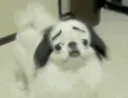 Dude