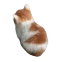 angy