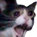 catsad