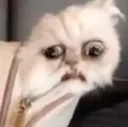 CattoHhh CattoHhh