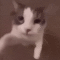 :aMJAH: Discord Emote