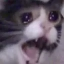 CatScream