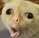 CattoCough